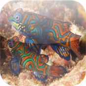 Top Famous Fishes Top Famous Fishes